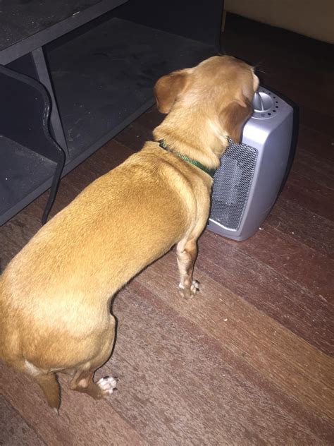 The Dog Won’t Let Anyone Else Be Warm : r/pics
