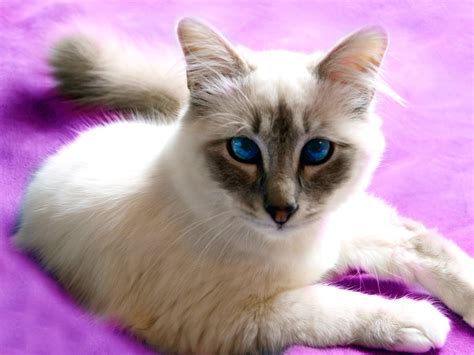 Birman Cat with Blue Eyes wallpaper | animals | Wallpaper Better