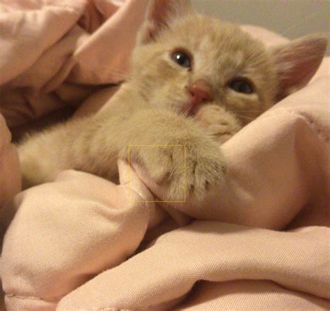 sol   sol  kitten cat rkitten