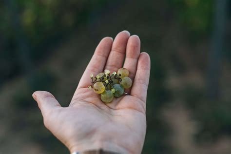 Can Chickens Eat Grapes?