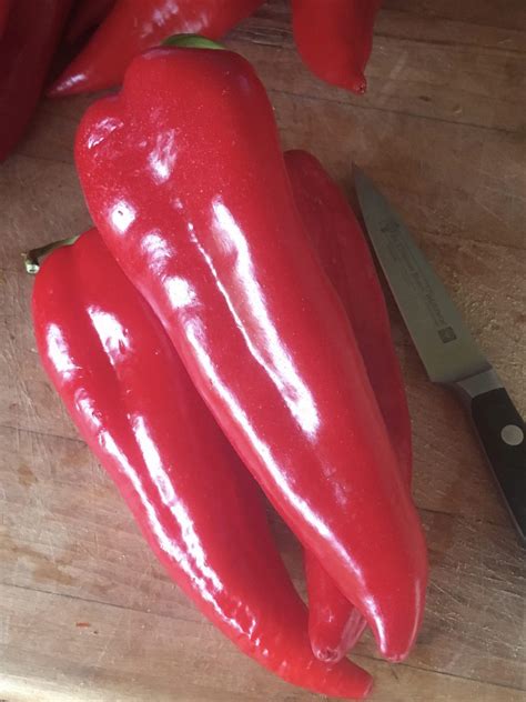 Chervena Chushka Pepper - High Desert Seed + Gardens