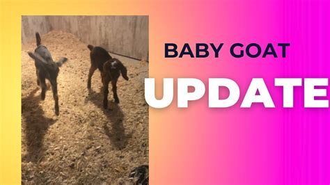 Baby Goat Update - YouTube