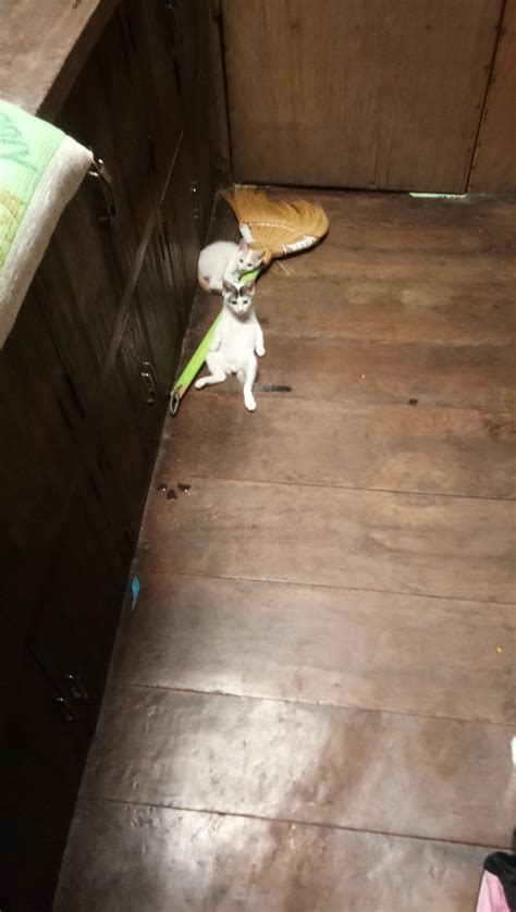 Why is my cat sitting like that?? 😂😂 : r/cats