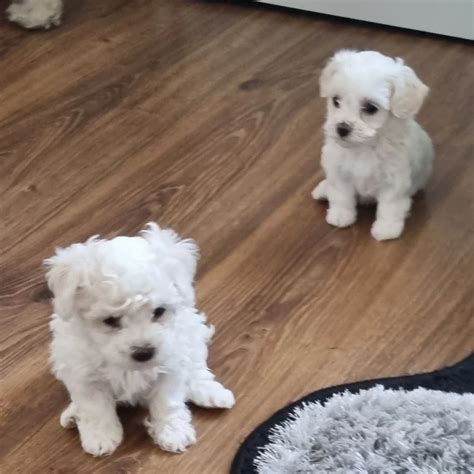 Cățeluși Bichon Maltez talie mica, Pedigree | Okazii.ro