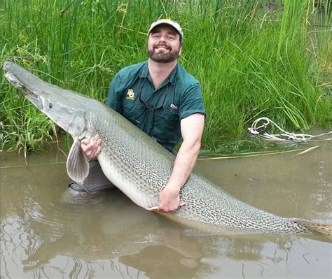 Fly Fishing For Alligator Gar