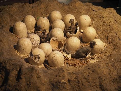 baby dinosaur egg stock  images  backgrounds