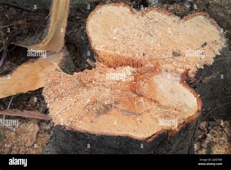 how much is it to cut down a pine tree