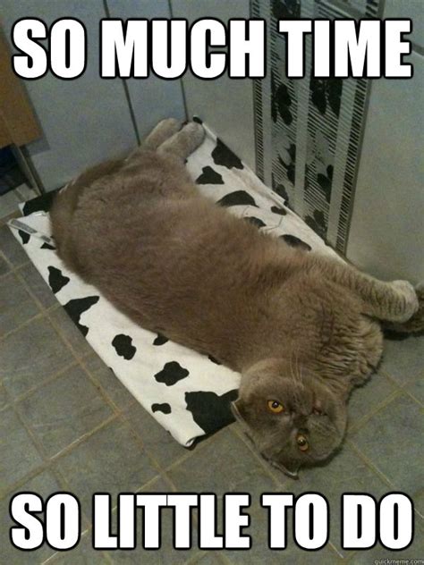 Lazy cat memes | quickmeme