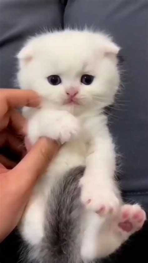 Adorable White Kitten