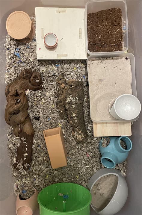 Pls give me your advice - is this too cluttered? : r/hamsters