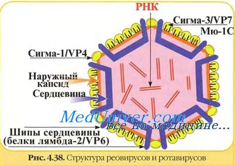 Патогенез и клиника ротавирусной инфекции. Диагностика ротавирусной ...