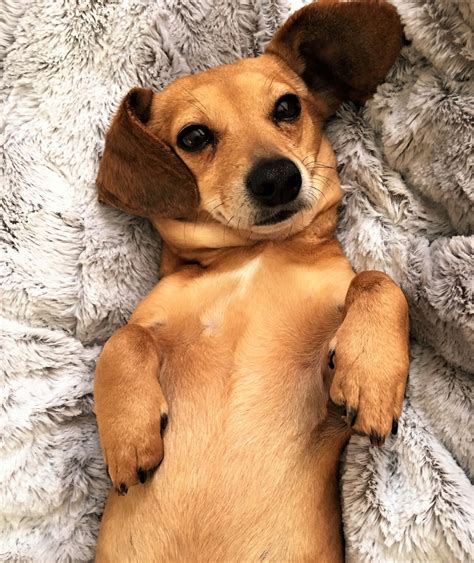 Archie in NY (Dachshund/Chihuahua mix)'s Web Page
