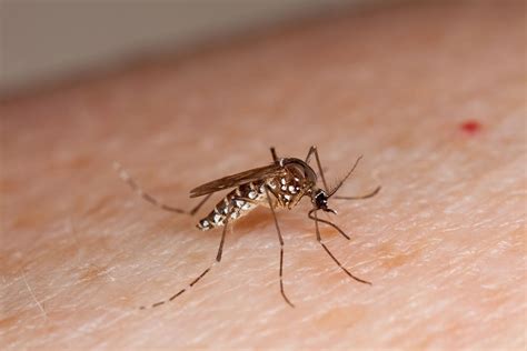Quem Está Com Suspeita De Dengue Pode Tomar Dipirona