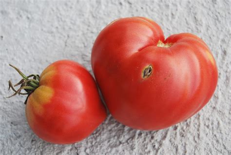 Томат Супер Марманде (Super Marmande) – отличный вкус