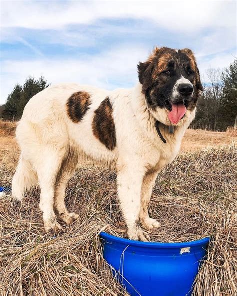 KARAKACHAN DOG #КаракачанскаОвчарка @wellfedfarm | Pastore