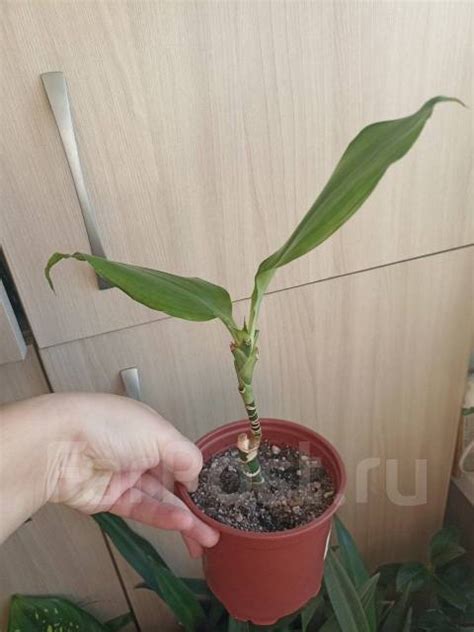 Драцена фрагранс еллоу, в наличии. Цена: 50₽ во Владивостоке