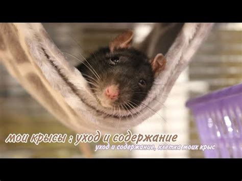 Декоративные домашние крысы: описание видов, чем кормить, как содержать