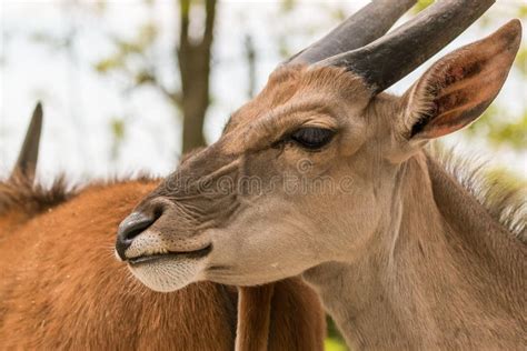 Red Lechwe Antelope Male Closeup Stock Photo - Image of botswana ...