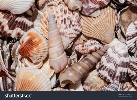 shells  types sizes   stock photo  shutterstock