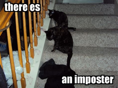lolcats   max box  deviantart