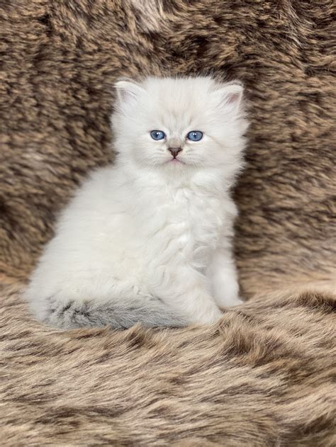 Love Siberians | Adopt Siberian kittens today