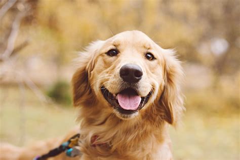 Golden Retriever's Reaction to Being Told She's Beaten Cancer Melts
