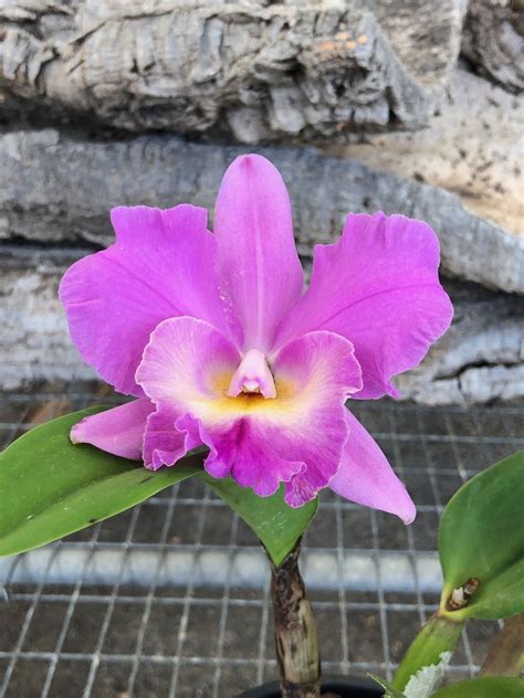 Cattleya Orchid Flower Meaning | Best Flower Site