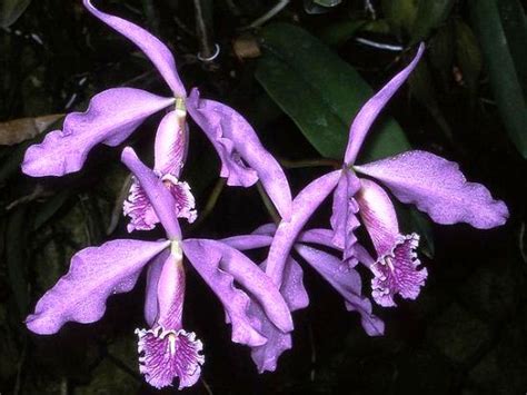 Каттлея фото орхидеи, уход в домашних условиях, пересадка, цветение ...