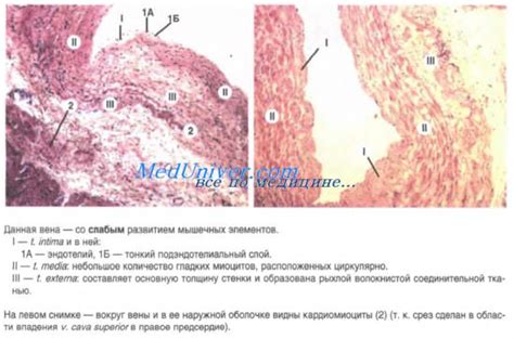 Вены. Строение вен. Стенки и структура вен.