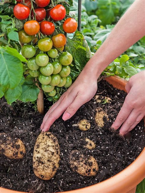 Graft Tomato Potato Plant Plant Skin Grafts Could Result In New Kinds