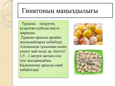 Гинкголар класы (гинкговые) - презентация онлайн