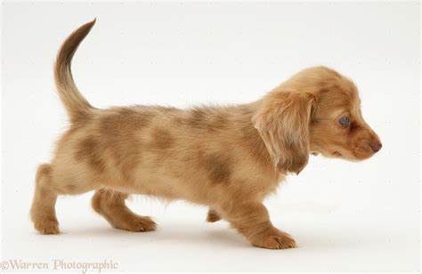 Dapple Dachshund Blue Eyes