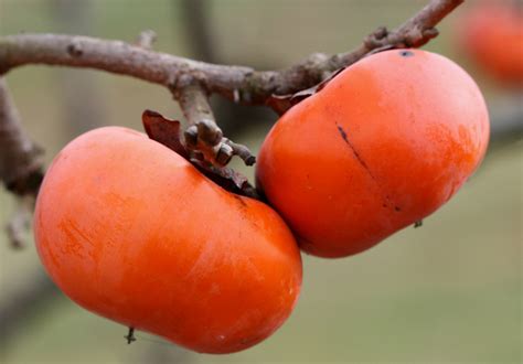 Persimmon Tree Fruit Edible | Fruit Trees