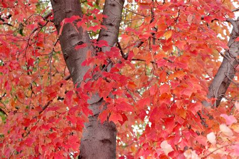 Scarlet – Word of the day prompt – Writer Ravenclaw