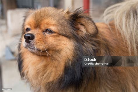 Cute Chinese Style Chow Chow Dog Stock Photo - Download Image Now ...