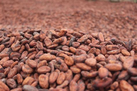 The Cacao — Coromandel Chocolate