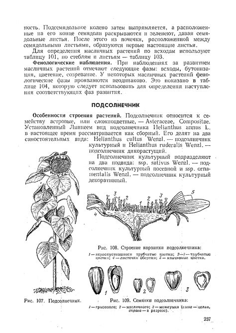 Семянки подсолнечника