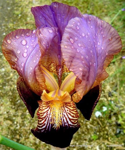 poeme pour une fleur centerblog