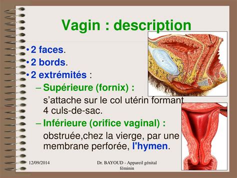 PPT - APPAREIL GENITAL FEMININ PowerPoint Presentation, free download ...