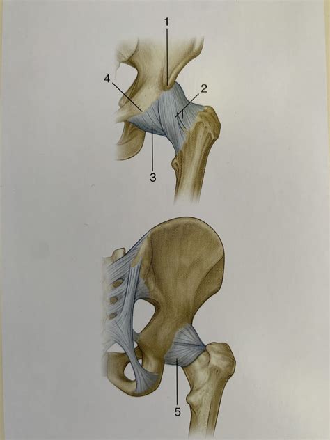 Hip Joint Ligaments (124) Diagram | Quizlet