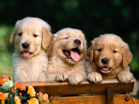 puppy golden retriever pictures  geneliblog blog