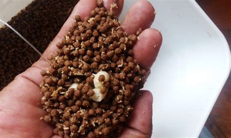 mengepal pelet umpan  betul