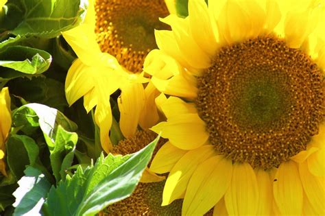 polja suncokreta rjesenje za radijaciju tportal