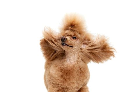 Cachorro Balançando A Cabeça - Retrato de poodle de raça pura posando balançando a cabeça isolada ...