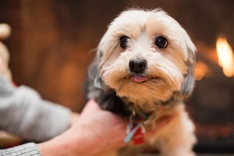 My friends yorkie came over for glamour shots. looking as cute as