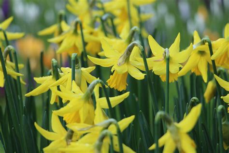 Gratis billeder : Mark, blomst, forår, botanik, gul, flora, påskeliljer, marts, narcissus, April ...