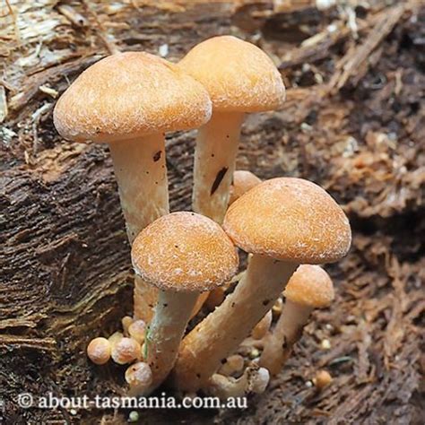 Hypholoma fasciculare var. fasciculare | About Tasmania