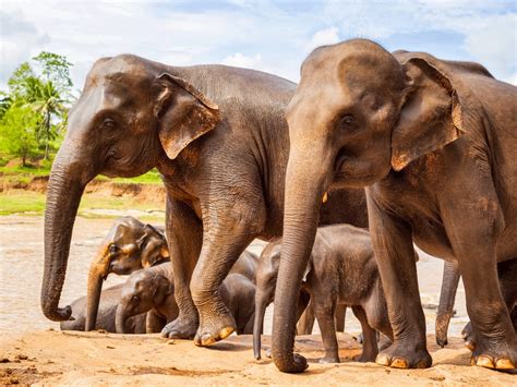 Where Do Elephants Live In Asia Elephants: The Gardeners Of Asia's And