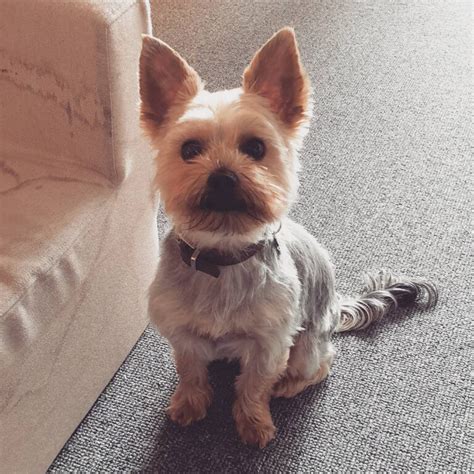 36 Adorable Yorkie Haircuts for Fashionable Look - Hood MWR