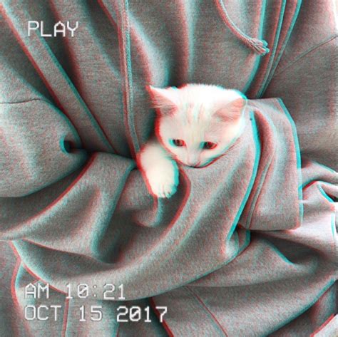 Cat Aesthetic Wallpaper Hd | PixLith